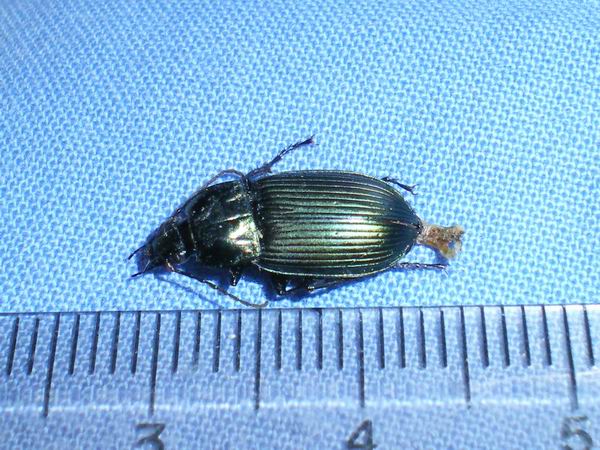 Carabidae nel laboratorio: Poecilus cupreus